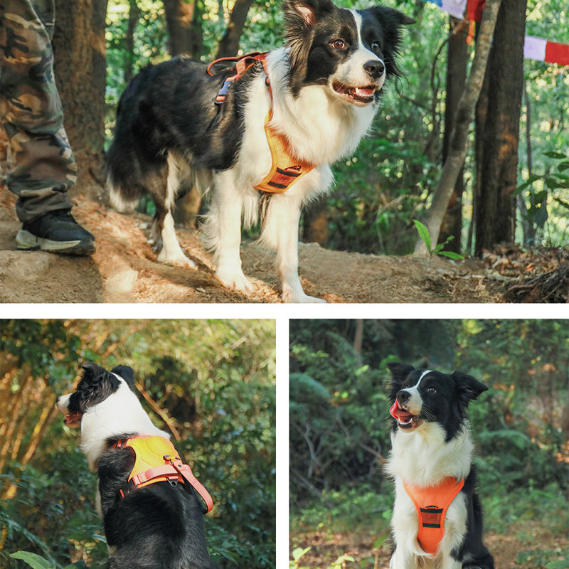 2 in 1 harness with integrated leash